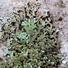 Physconia distorta