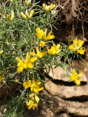 Genista holopetala