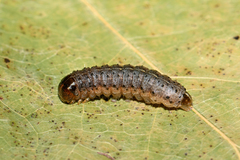 Apamea epomidion