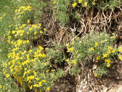 Genista holopetala