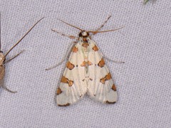 Conchylodes octonalis