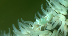 Pontonides ankeri