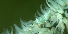 Pontonides ankeri