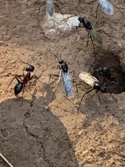 Camponotus sansabeanus