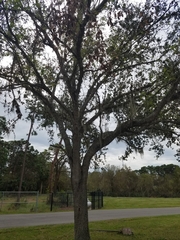 Quercus virginiana
