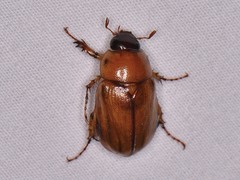 Cyclocephala lurida