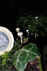 Roridomyces roridus