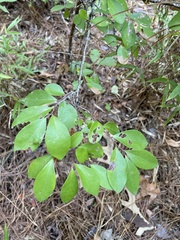Vaccinioideae