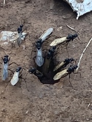 Camponotus sansabeanus