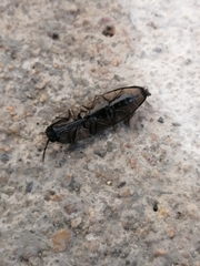 Chalcolepidius silbermanni