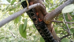 Arsenura polyodonta