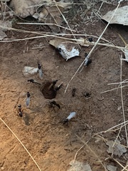 Camponotus sansabeanus