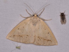Lychnosea intermicata