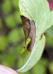 Phyllonorycter emberizaepenella