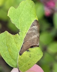 Phyllonorycter emberizaepenella