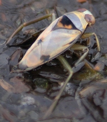 Notonecta undulata