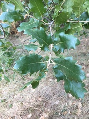 Quercus ithaburensis