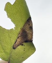 Phyllonorycter emberizaepenella