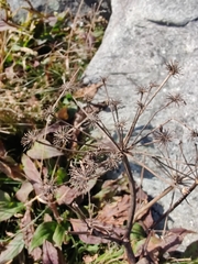 Angelica triquinata