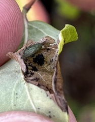 Phyllonorycter emberizaepenella