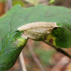 Phyllonorycter emberizaepenella