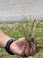 Tillandsia utriculata