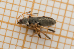 Beosus maritimus