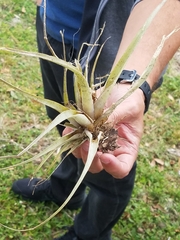 Tillandsia utriculata
