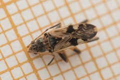 Beosus maritimus