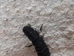 Nyctophila reichii