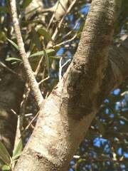 Cicadoidea