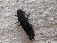 Nyctophila reichii