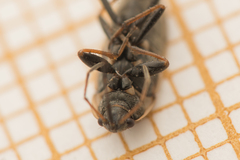 Xanthochilus quadratus