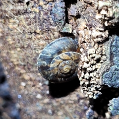 Helicigona lapicida