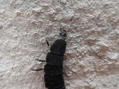 Nyctophila reichii