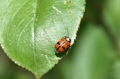 Cryptocephalus octopunctatus