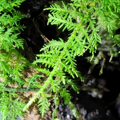 Thuidium