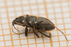 Xanthochilus quadratus