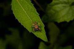 Attelabidae