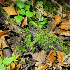 Thuidium