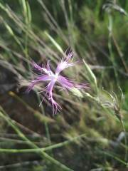 Dianthus broteri