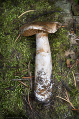 Cortinarius bridgei