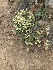 Eriogonum jamesii