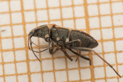 Xanthochilus quadratus