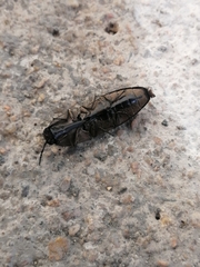 Chalcolepidius silbermanni