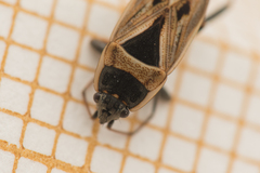 Xanthochilus quadratus