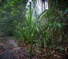 Pandanaceae