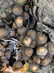 Micacei