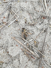 Apis mellifera capensis