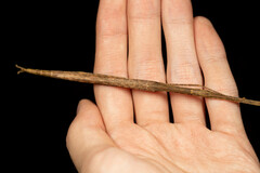 Sipyloidea